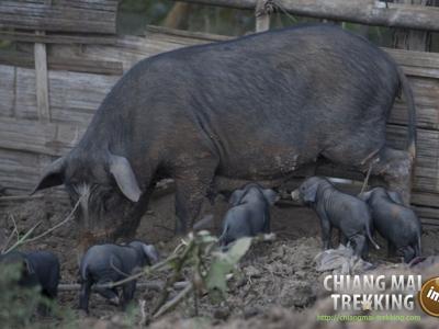 Photos from our guests | Chiang Mai Trekking | The best trekking in Chiang Mai with Piroon Nantaya